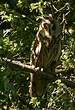 Hibou moyen-duc