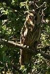 Hibou moyen-duc