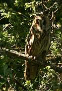 Long-eared Owl