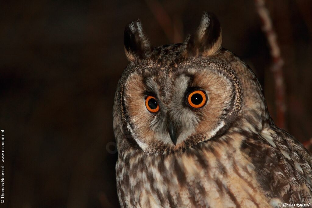 Long-eared Owladult, identification