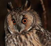 Long-eared Owl