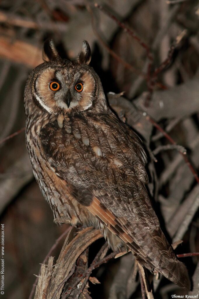 Long-eared Owl, identification