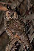 Long-eared Owl