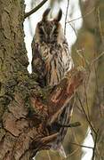 Long-eared Owl