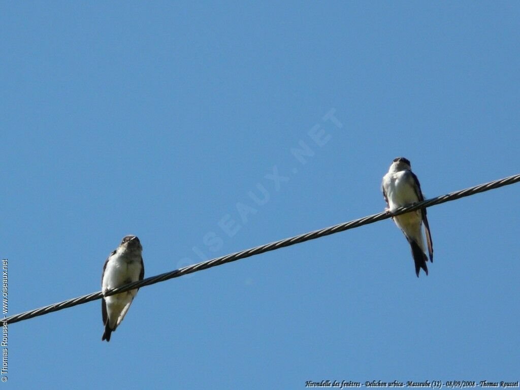 Common House Martin, Reproduction-nesting