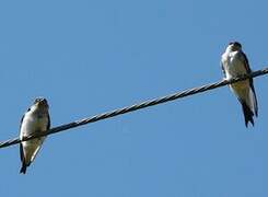 Western House Martin