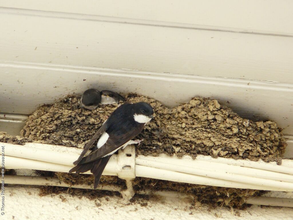 Western House Martin, Reproduction-nesting