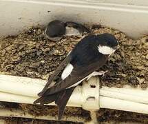 Common House Martin