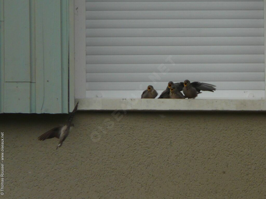 Eurasian Crag Martin, Reproduction-nesting