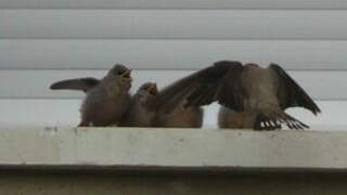 Eurasian Crag Martin