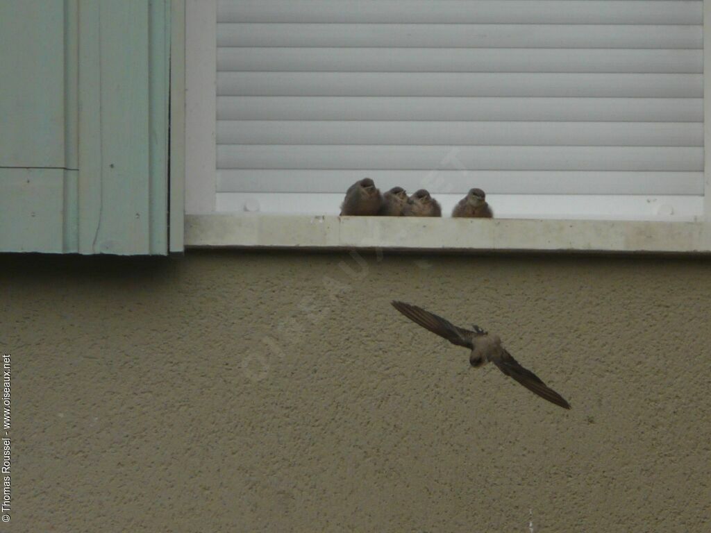 Eurasian Crag Martin, Reproduction-nesting