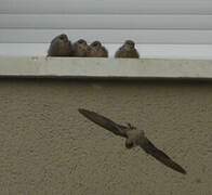 Eurasian Crag Martin