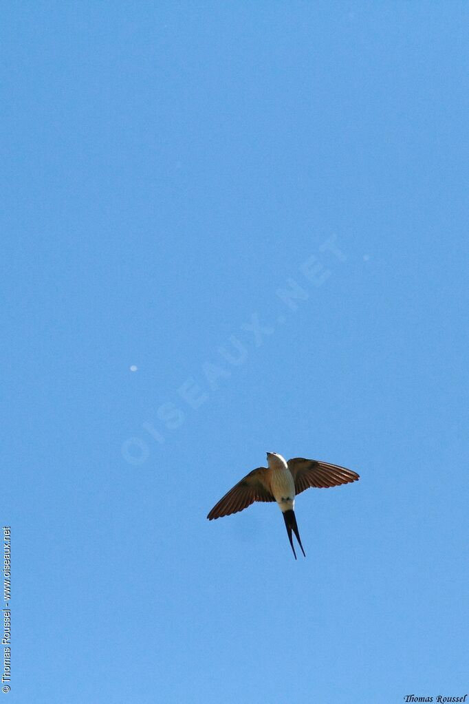 Red-rumped Swallow, Flight