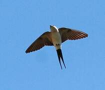 Red-rumped Swallow