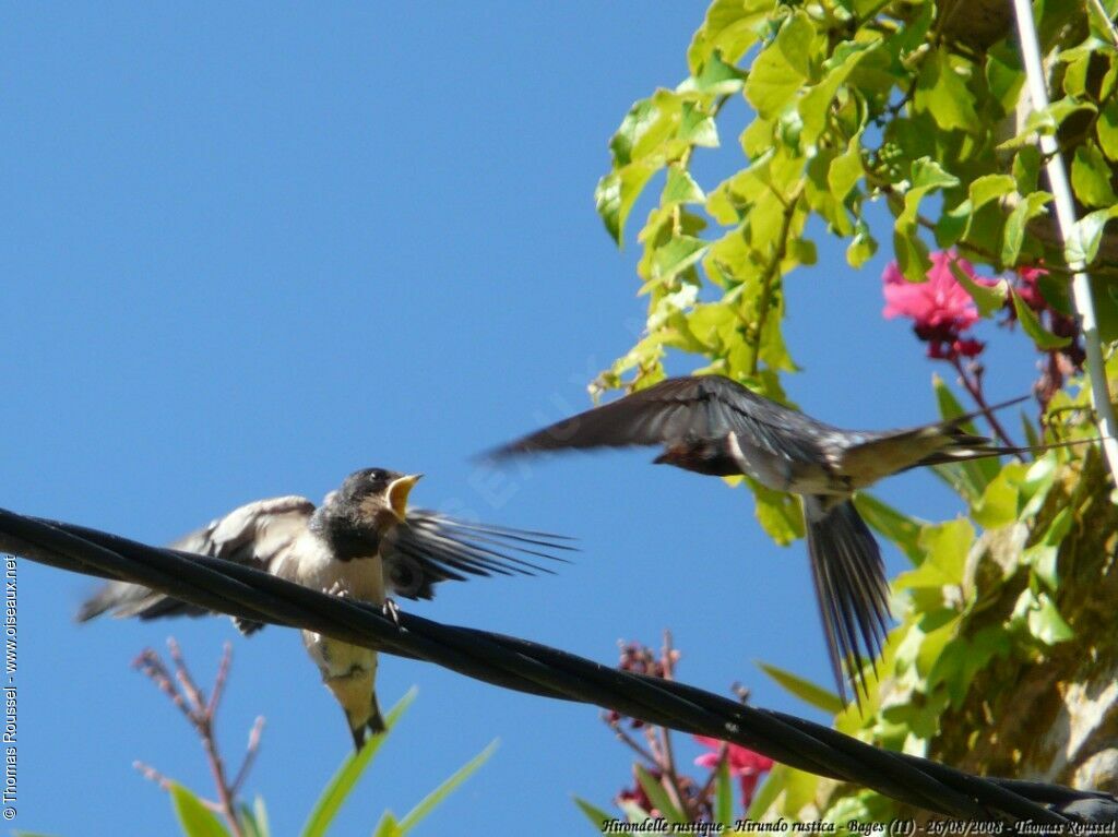 Hirondelle rustique