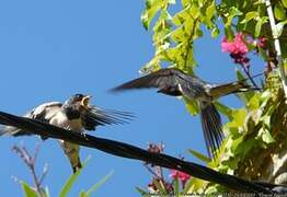 Barn Swallow