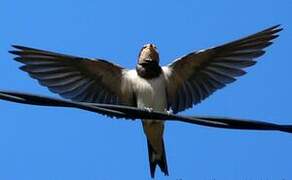 Barn Swallow