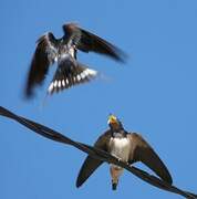 Barn Swallow