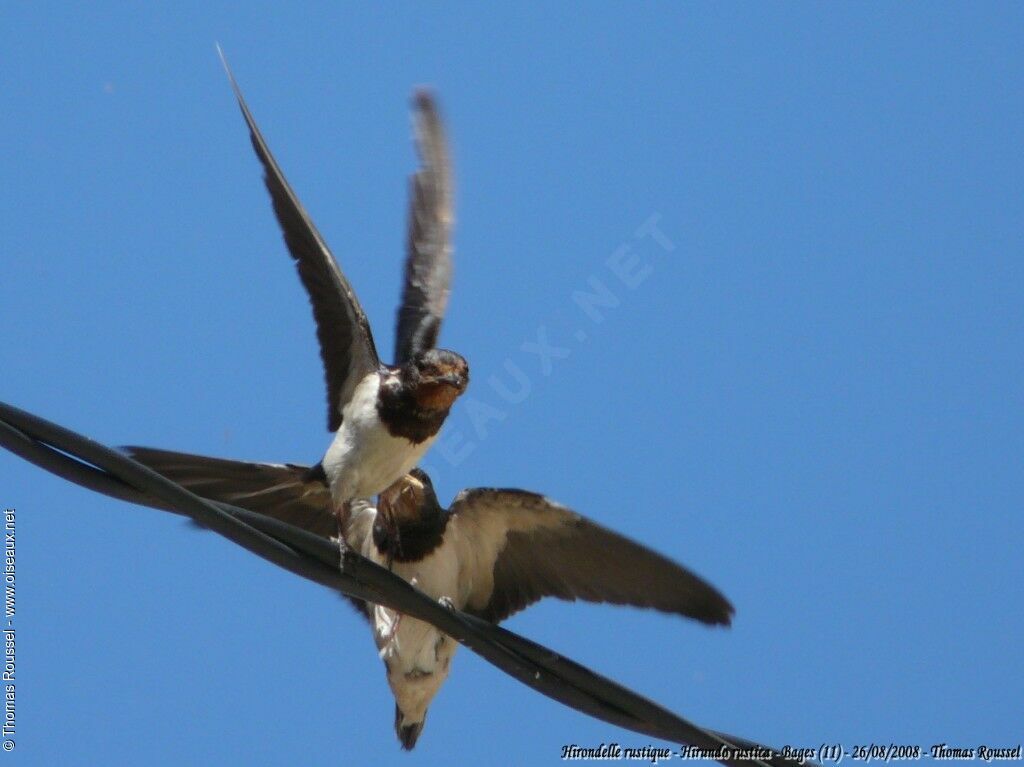 Barn Swallow