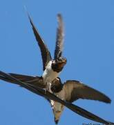 Barn Swallow