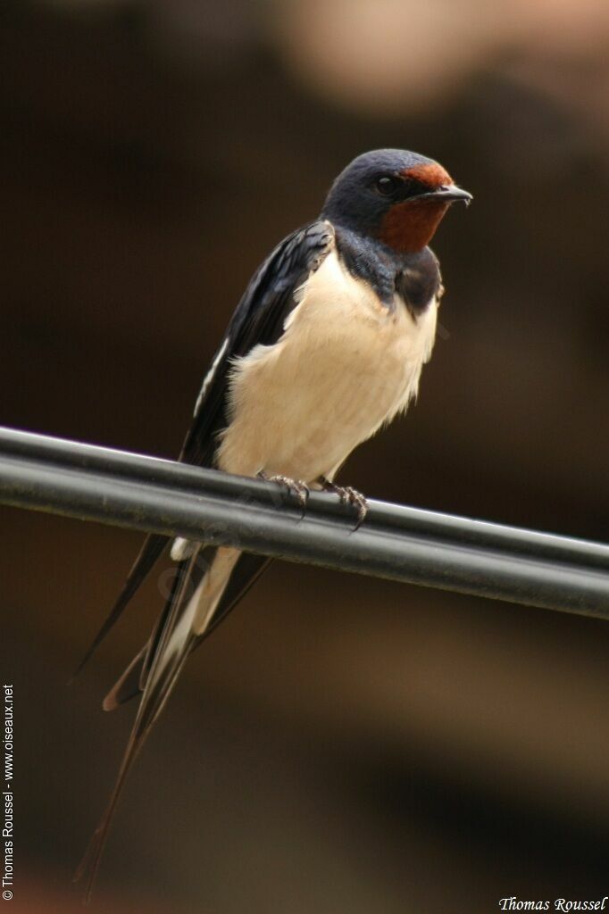 Barn Swallowadult