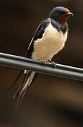 Barn Swallow