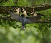 Barn Swallow