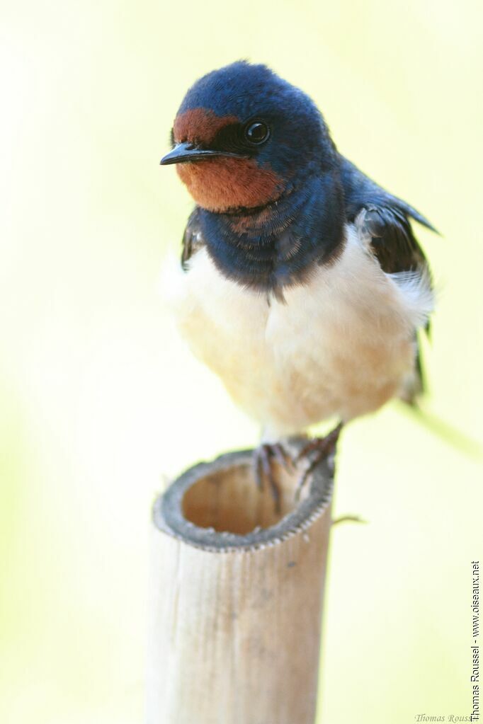 Hirondelle rustique, identification