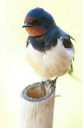 Barn Swallow