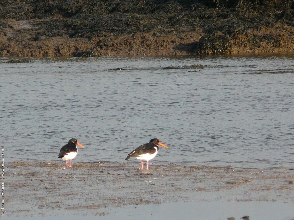 Eurasian Oystercatcher, identification