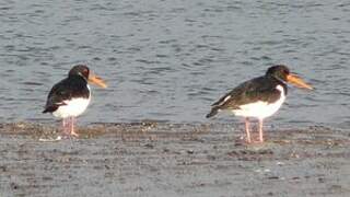 Eurasian Oystercatcher