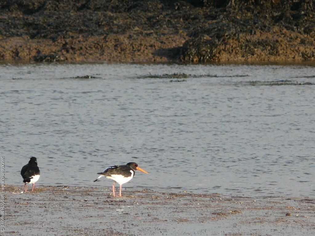 Eurasian Oystercatcher, identification