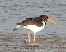 Eurasian Oystercatcher