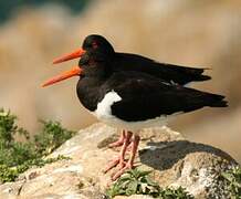 Eurasian Oystercatcher