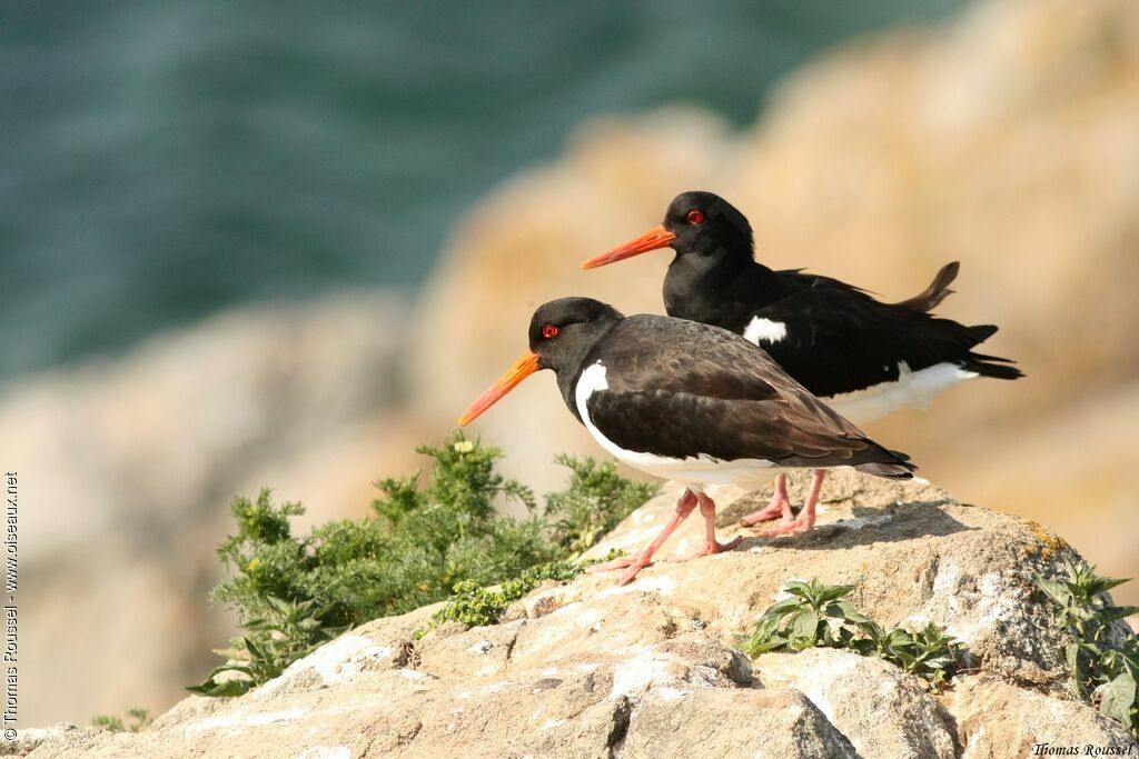 Eurasian Oystercatcher, identification