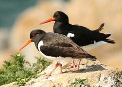 Eurasian Oystercatcher