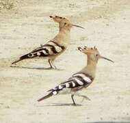 Eurasian Hoopoe