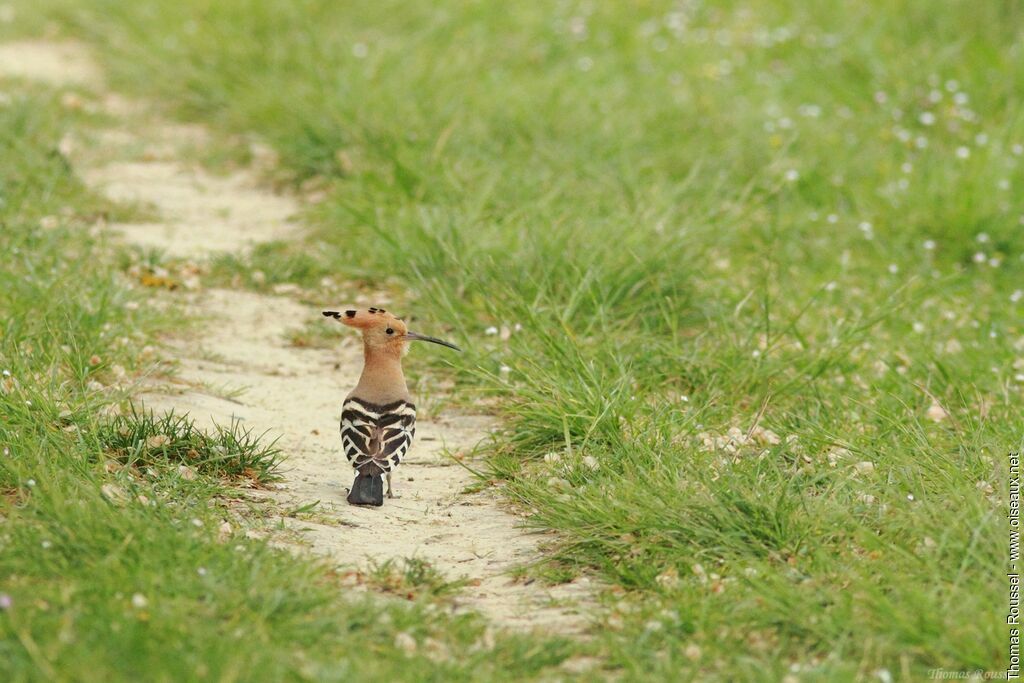 Eurasian Hoopoeadult