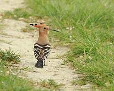 Eurasian Hoopoe