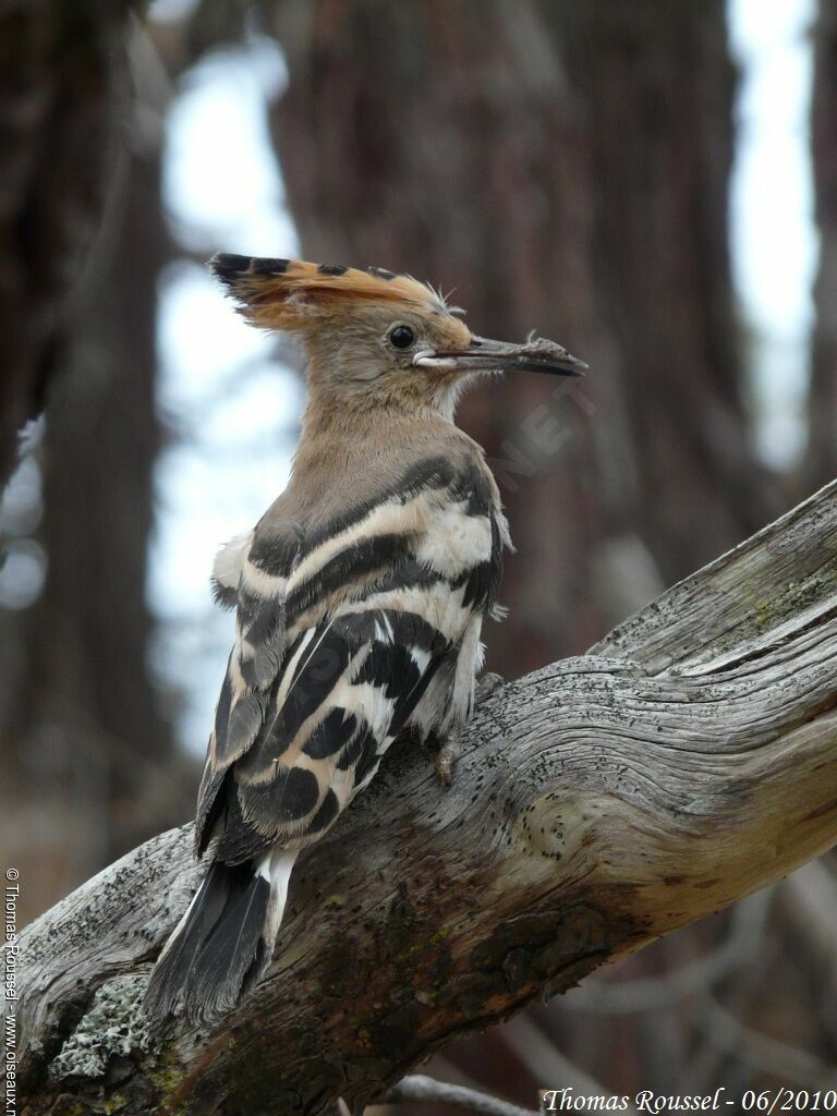 Huppe fasciéejuvénile, identification