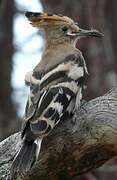 Eurasian Hoopoe