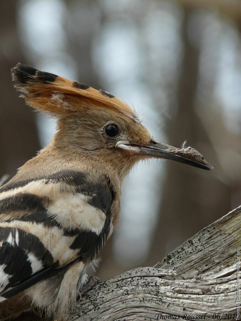 Eurasian Hoopoejuvenile