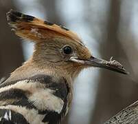 Eurasian Hoopoe