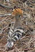 Eurasian Hoopoe