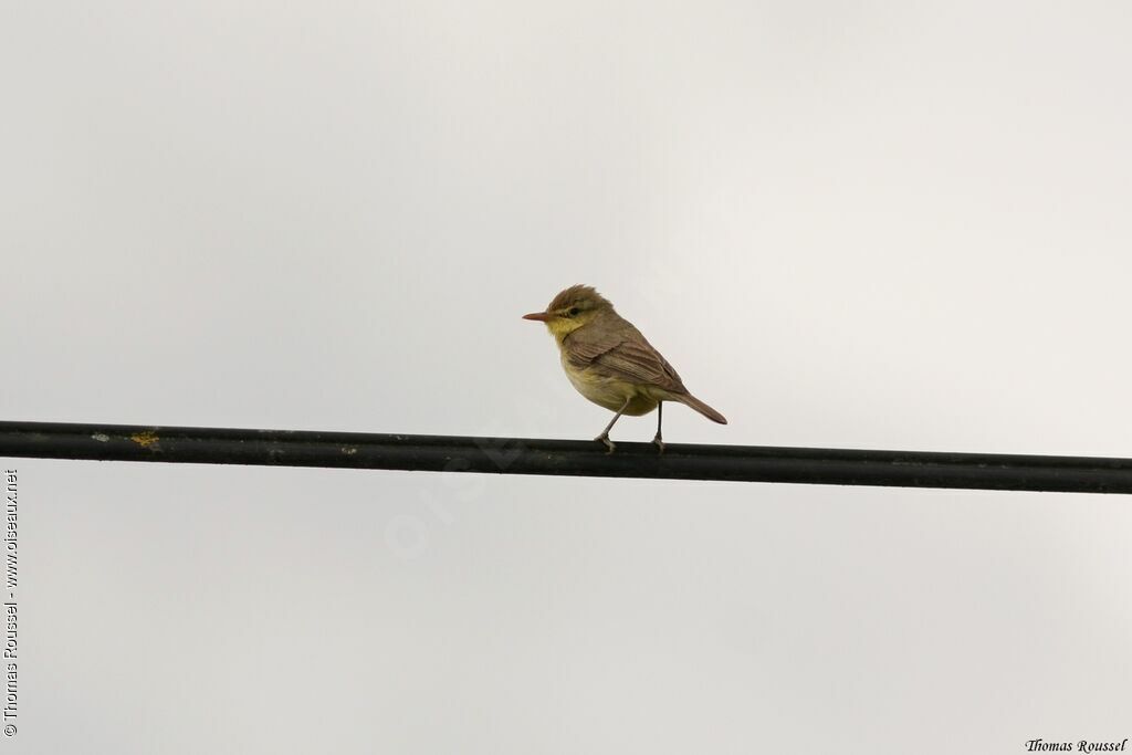 Melodious Warbler, identification