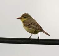 Melodious Warbler