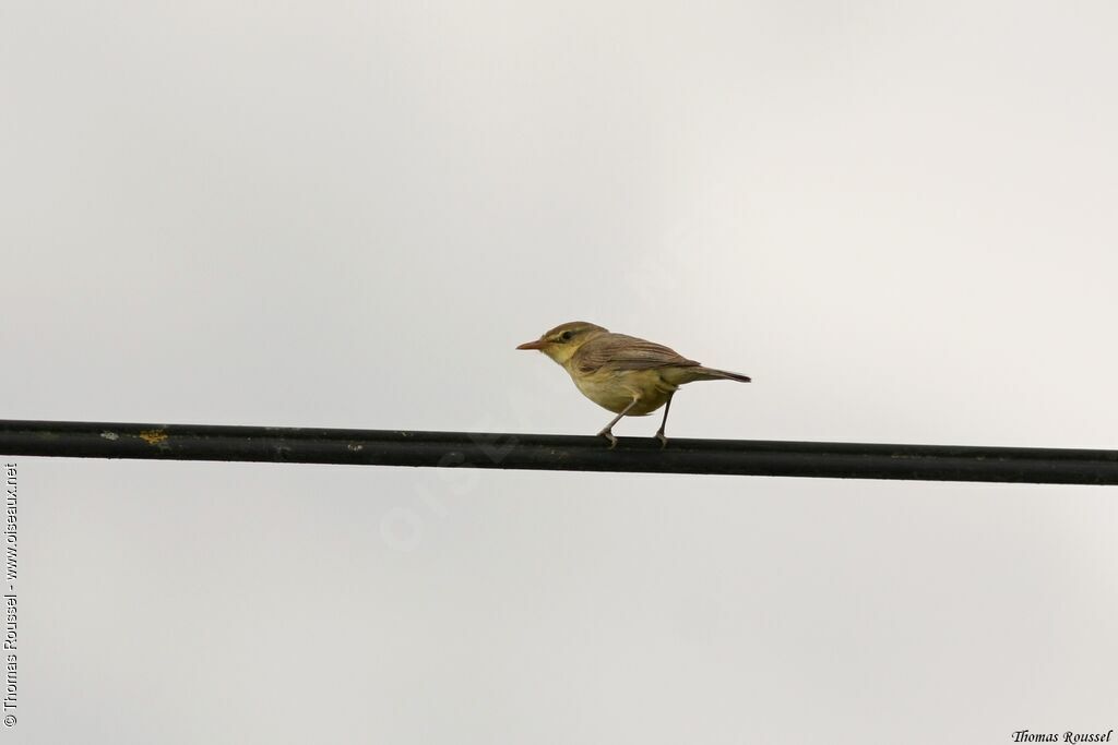 Melodious Warbler, identification