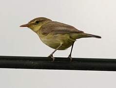 Melodious Warbler