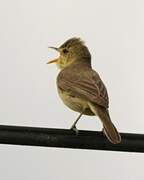 Melodious Warbler