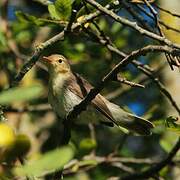 Melodious Warbler